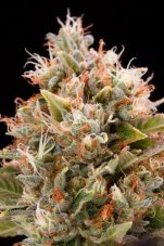 Chemdawg - nasiona feminizowane 5szt. Humboldt