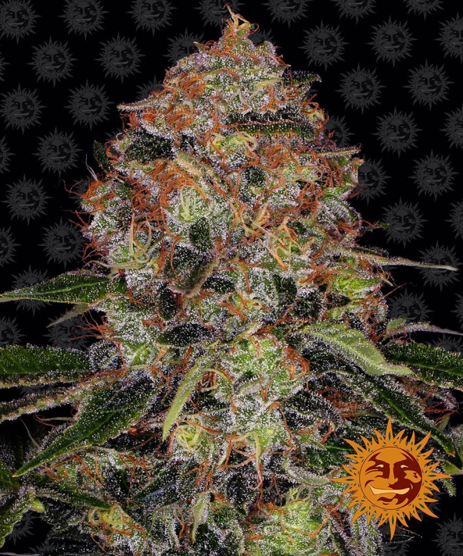 Shiskaberry - feminized marijuana seeds 10 pcs Barney´s Farm