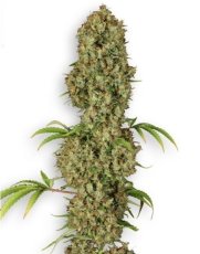 Jorge´s Diamonds - feminizowane nasiona 3ks Dutch Passion