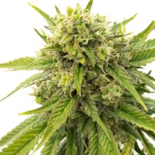 Blimburn Seeds Skywalker OG feminizované konopné semená