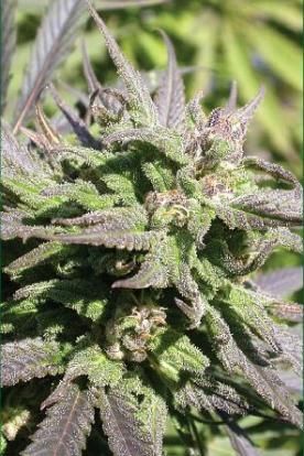 Biddy Early - 6 pcs of feminized seeds Serious Seeds