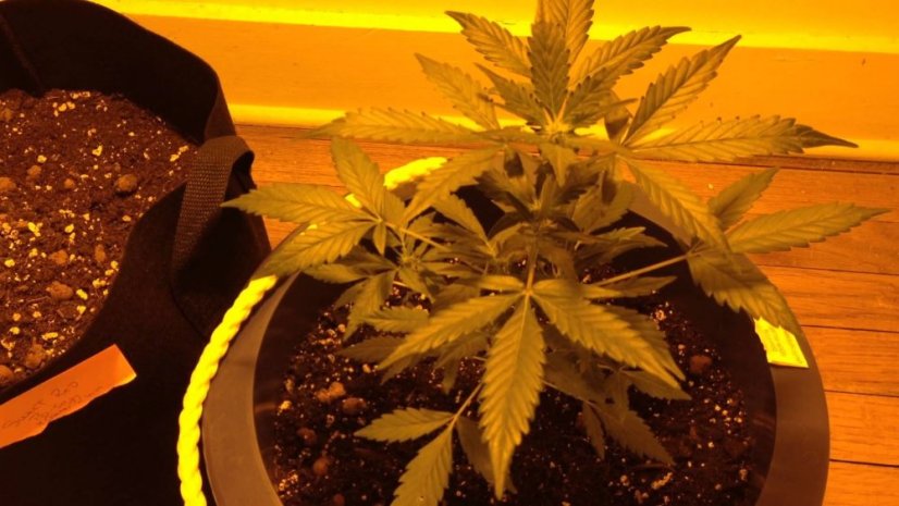 Sour Diesel Auto - fem. a autoflowering semienka 3ks Dinafem