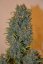Blue Cheese Automatic - fem. a autoflowering semienka 10ks Dinafem