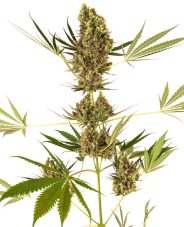 Alpine Delight CBD Automatic - autoflowering  semená 10 ks, Sensi Seeds