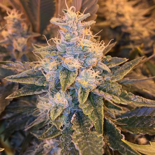 Lost Coast OG - feminizovaná semienka 3ks Humboldt