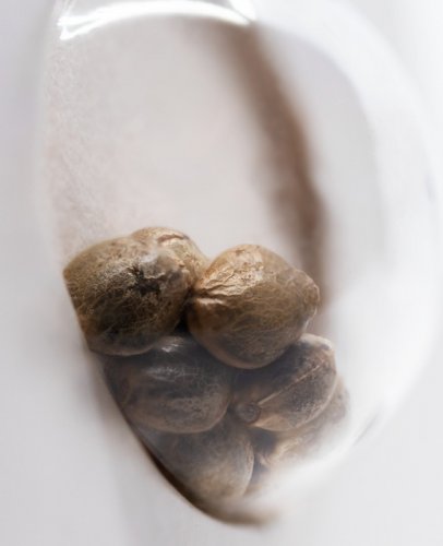 Purple Bud - feminizované semienka konope 3 ks, Sensi Seeds