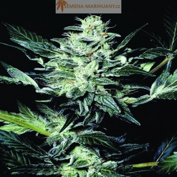 Atomical Haze - feminizované semená 10ks Paradise Seeds