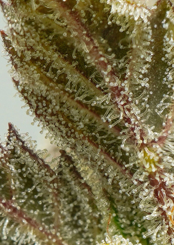 Mokum's Tulip autoflower - feminizované semienka 7 Ks Dutch Passion