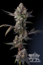 Paradise Seeds x Compound Genetics Jet Puft feminisierte Samen, 5 Stück