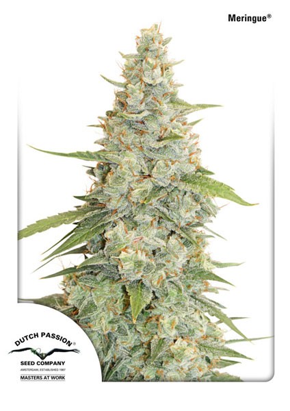 Meringue® - nasiona feminizowane 10szt Dutch Passion