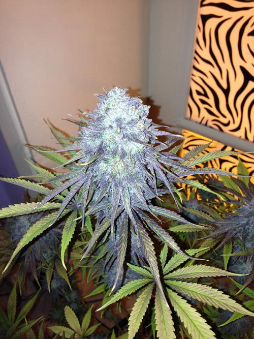 Royal Medic - feminizovaná semínka 5ks Royal Queen Seeds