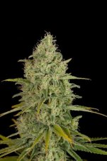 Critical Jack - 10 pieces of feminized Dinaf seeds