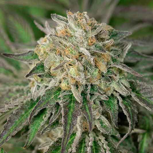 Sour Diesel 2 - nasiona feminizowane 5 sztuk Humboldt