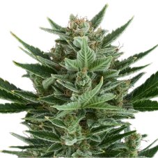 Quick One - samokvitnúce semienka 3 ks Royal Queen Seeds