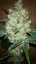 CBD Skunk Haze® - feminized seeds 3 pcs Dutch Passion