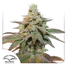 Kerosene Krash autoflower - феминизирани семена 3 бр Dutch Passion