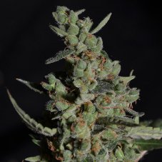 Rock Machine - autoflowering semena 10 ks, Doctor's Choice