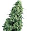 Skunk n.1 - feminized seeds 10 pcs Sensi Seeds