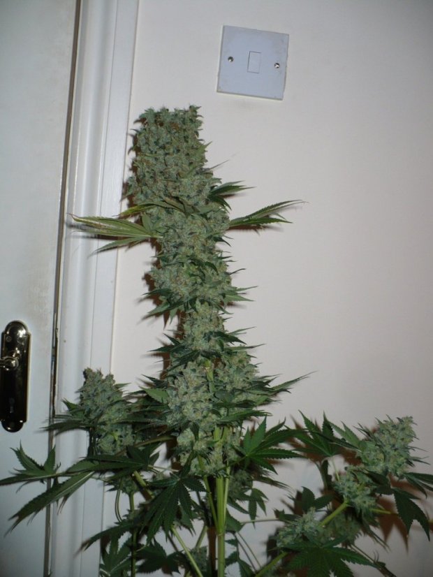 Jack Flash N.5 10 ks feminizované semená Sensi Seeds