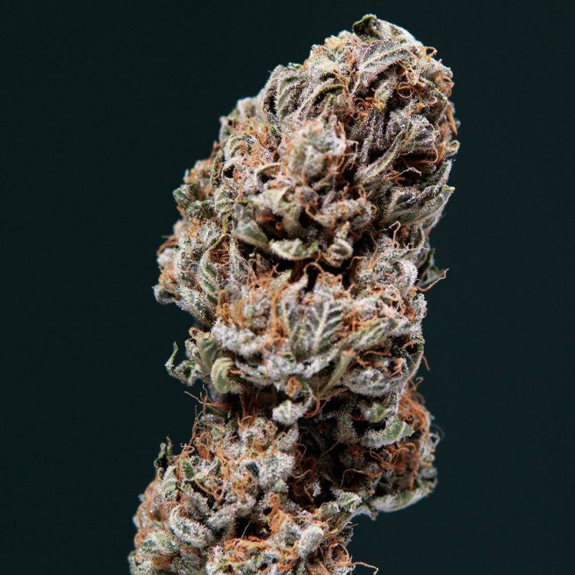 Sirup auto - feminizované semená, 3 ks, Buddha Seeds