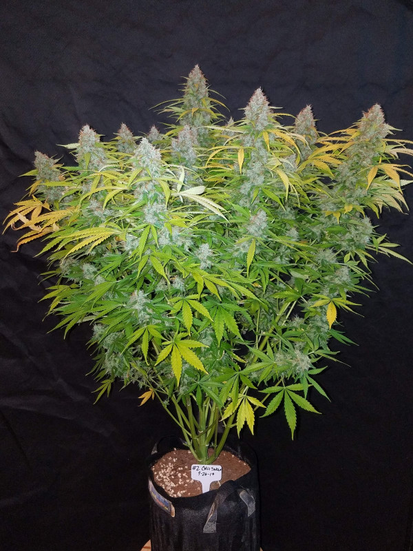 Californian Snow Auto - samonakvétacie semená marihuany 10 ks Fast Buds
