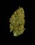 Milky Way F1 - samonakvétací semena marihuany 5ks, Royal Queen Seeds