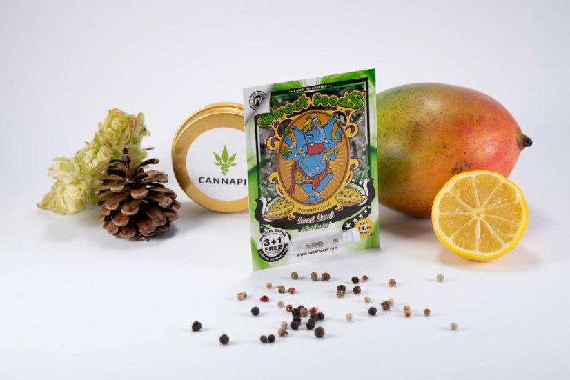 Sweet Skunk Fast Version – 3 ks feminizovaná semienka Sweet Seeds