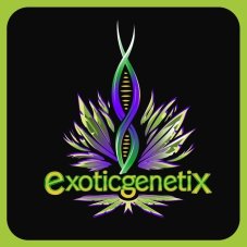 Exotic Genetix Stinky Twinky nasiona feminizowane