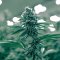 Photoperiod vs. autoflowering strains: How do they differ?