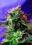 Jack 47 - Feminized Seeds 3 Sweet Seeds