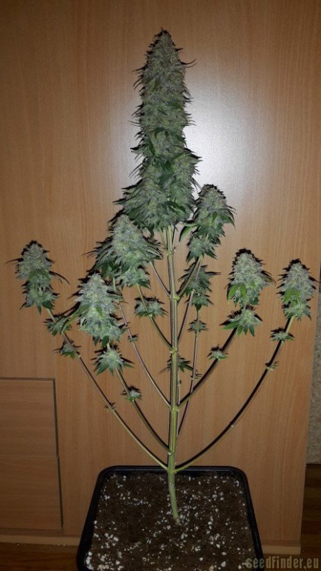 Skunk n.1 - feminized seeds 10 pcs Sensi Seeds