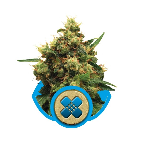 Painkiller XL - feminisierte Samen 10 Stück Royal Queen Seeds