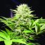 Wappa - 5 ks feminizované semená Paradise Seeds