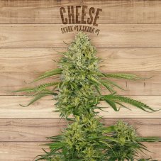 The Plant Organic Seeds Cheese feminized seeds