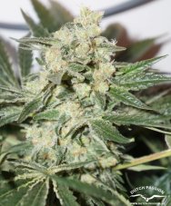 CBD Skunk Haze®- feminizované semienka 3 ks Dutch Passion