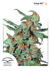 Orange Bud - feminized 3pcs Dutch Passion seeds