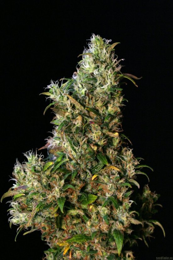 High Level - 6ks feminizovaná semená Eva Seeds
