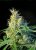 Psicodelicia – feminizovaná semínka 5ks Sweet Seeds