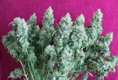 Sticky Fingers Auto - autoflowering semena konopí 3 ks, Seedstockers