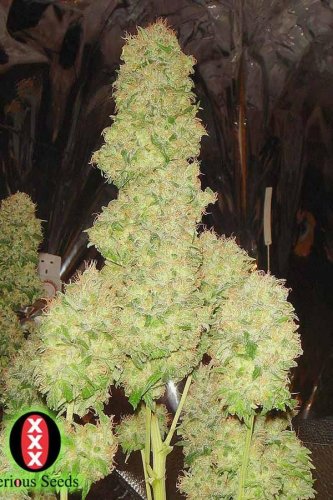 White Russian 100% - 6pcs feminized seeds Serious Seeds