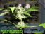 Royal Haze Automatic - feminized And autoflowering seeds 5 pcs Royal Queen Seeds