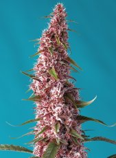 Red Pure CBD Auto - feminizované semienka 5 ks Sweet Seeds