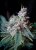 Cream Caramel – feminizovaná semínka 10ks Sweet Seeds