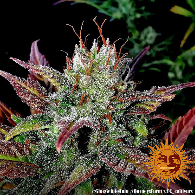 Glue Gelato Auto - autoflowering semena marihuany 10 ks Barney´s Farm