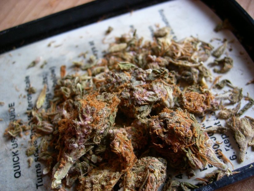 Night Queen  – feminizovaná semínka 5 ks Dutch Passion