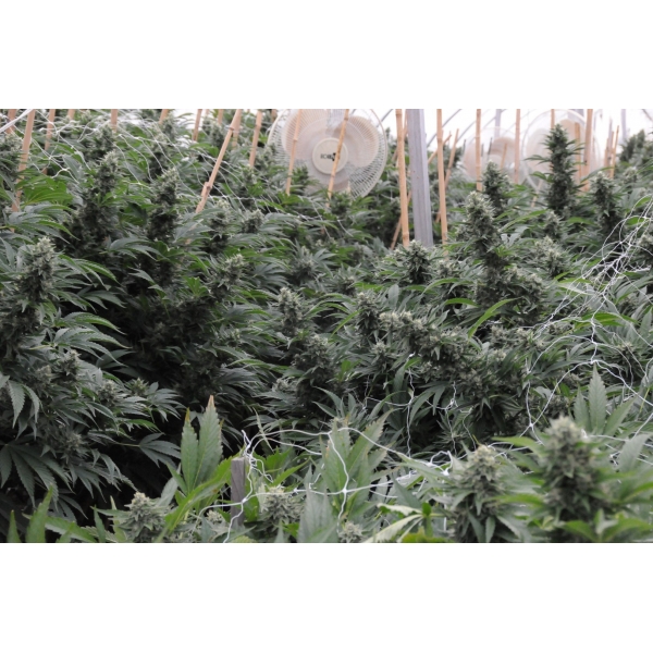 Sour Diesel 2 - feminizovaná semínka 3ks Humboldt