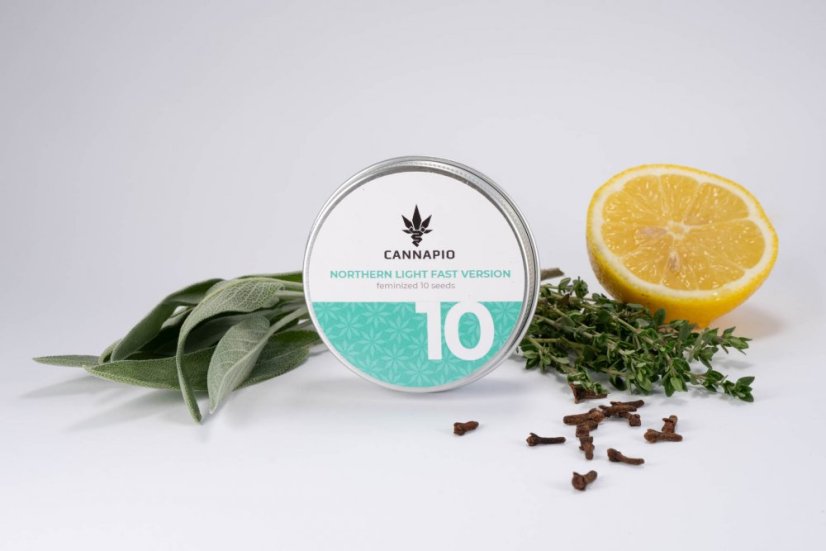 Wersja Northern Light Fast - 10 sztuk feminizowanych nasion Cannapio