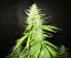 Northern Lights samonakvétací semena 5 ks Seedstockers