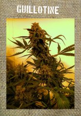French Touch Seeds Guillotine Auto samonakvétací semena, 1 ks