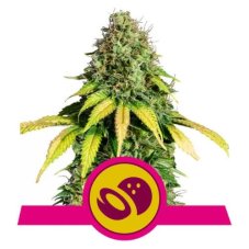 Somango XL - feminized seeds 5 pcs Royal Queen Seeds